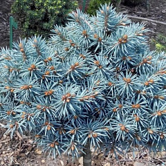 Ель колючая "Блю Баль" (Blue Ball)